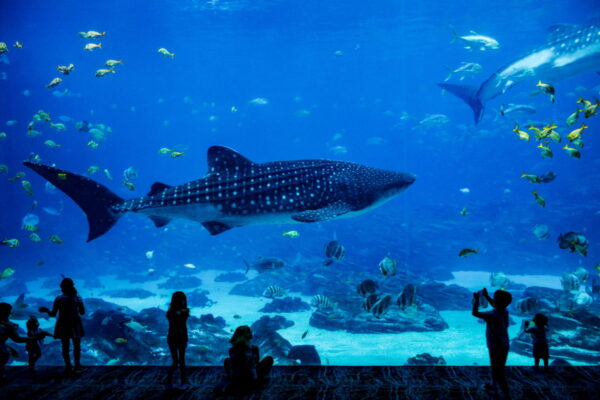 有些人在水族馆里观察鲨鱼。